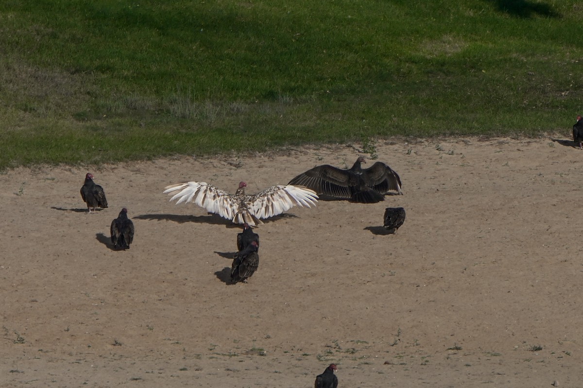 Turkey Vulture - ML624409872