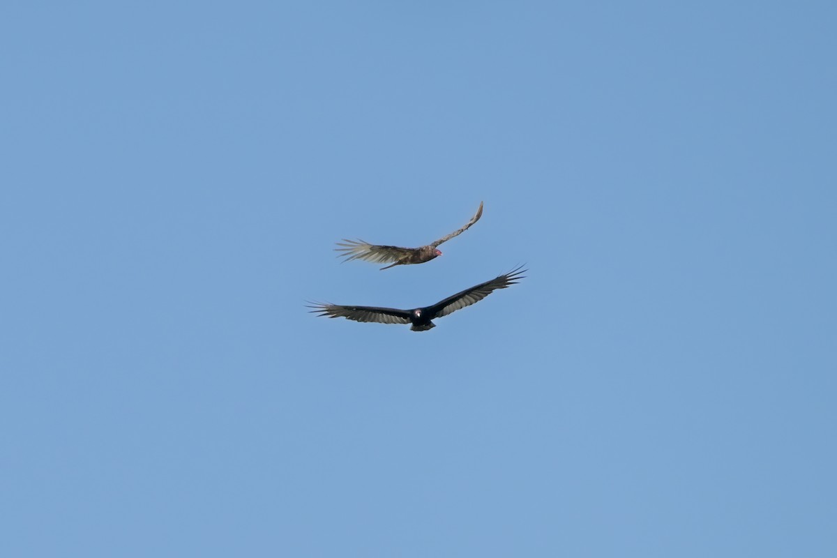 Turkey Vulture - ML624409880