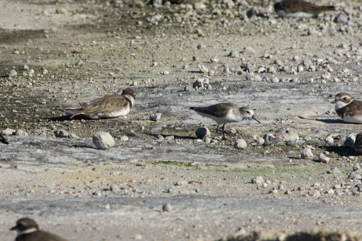 sandsnipe - ML624409972