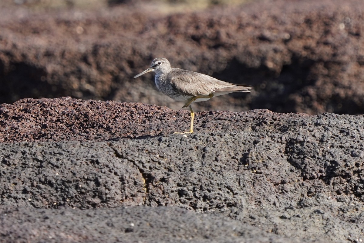 Gray-tailed Tattler - ML624410042