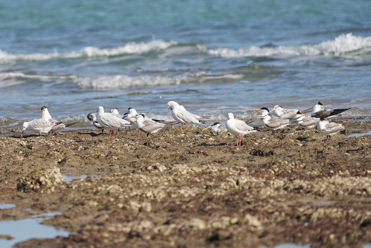 Lesser Crested Tern - ML624410059