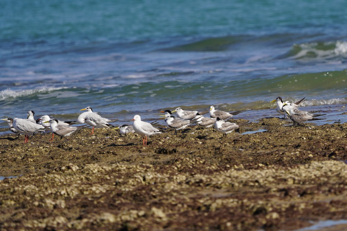 Lesser Crested Tern - ML624410060