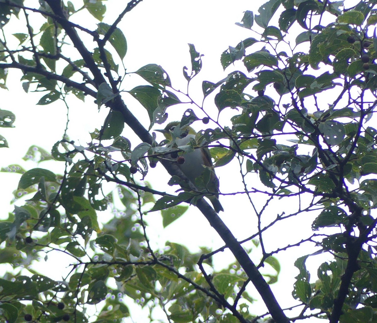 Chestnut-flanked White-eye - Leslie Hurteau