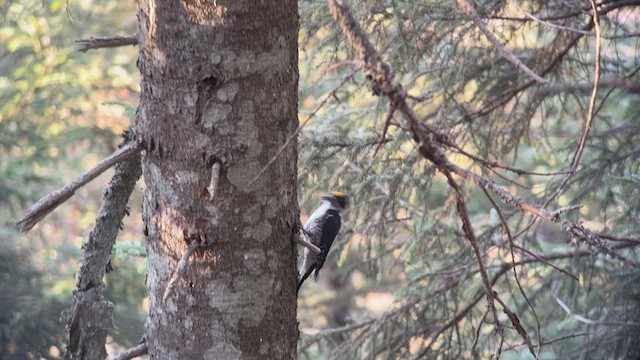 Black-backed Woodpecker - ML624410115