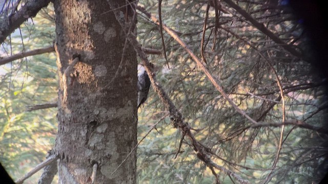 Black-backed Woodpecker - ML624410116
