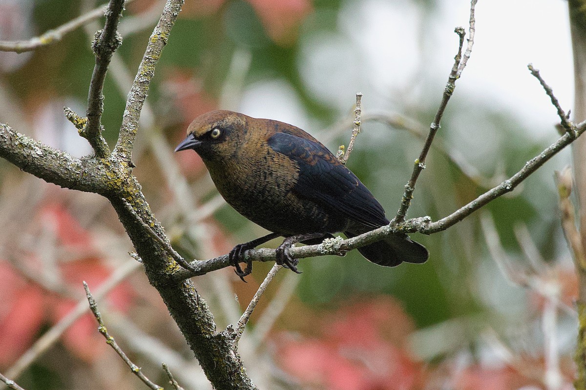 Rusty Blackbird - ML624410238