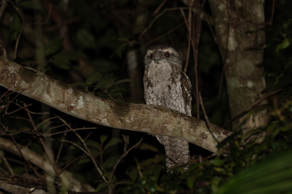 Marbled Frogmouth - ML624410289