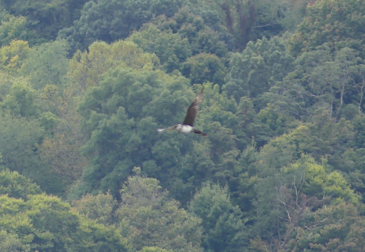 Pomarine Jaeger - ML624410556