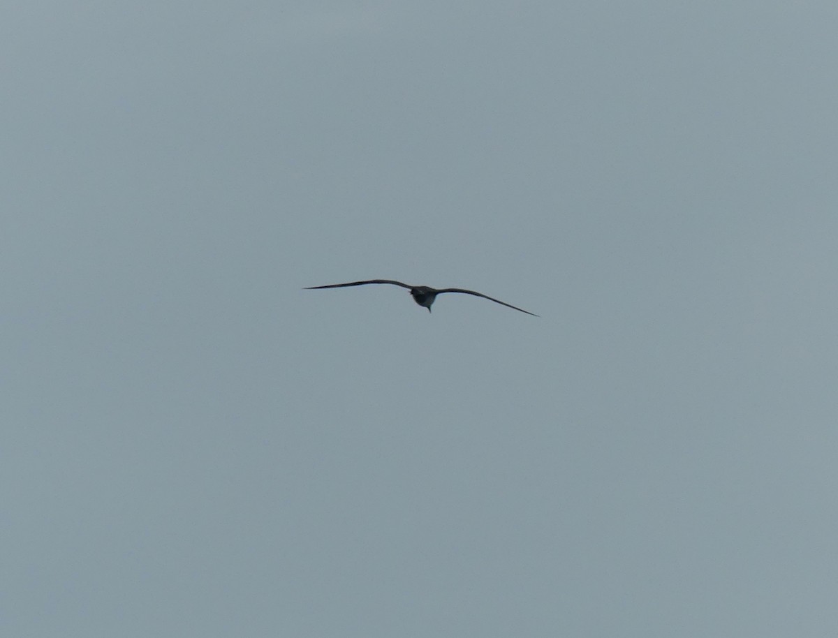 Pomarine Jaeger - ML624410563