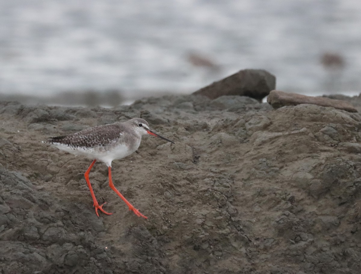 Spotted Redshank - ML624410808