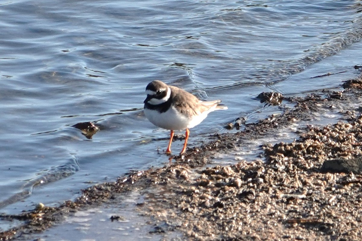 Common Ringed Plover - ML624410883