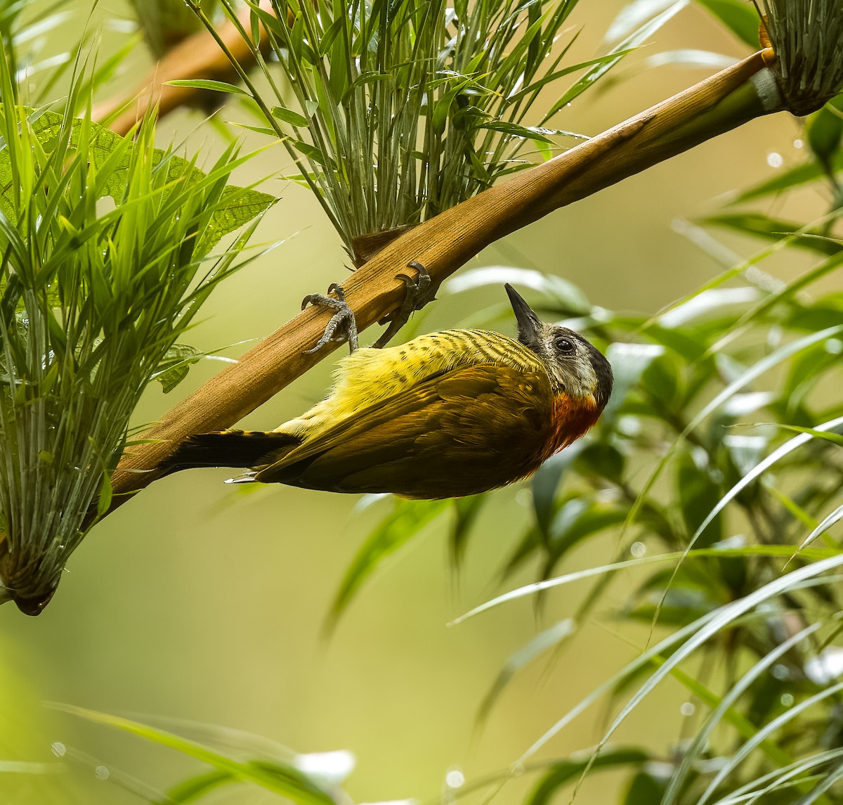 Yellow-vented Woodpecker - ML624411132