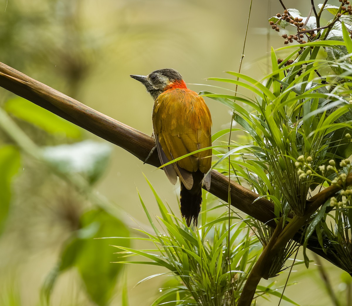 Yellow-vented Woodpecker - ML624411133