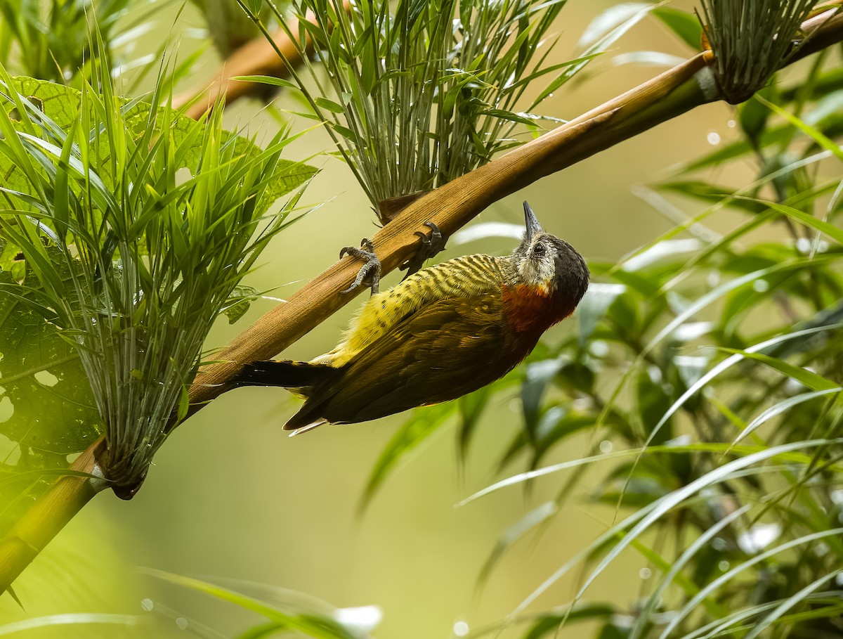 Yellow-vented Woodpecker - ML624411134