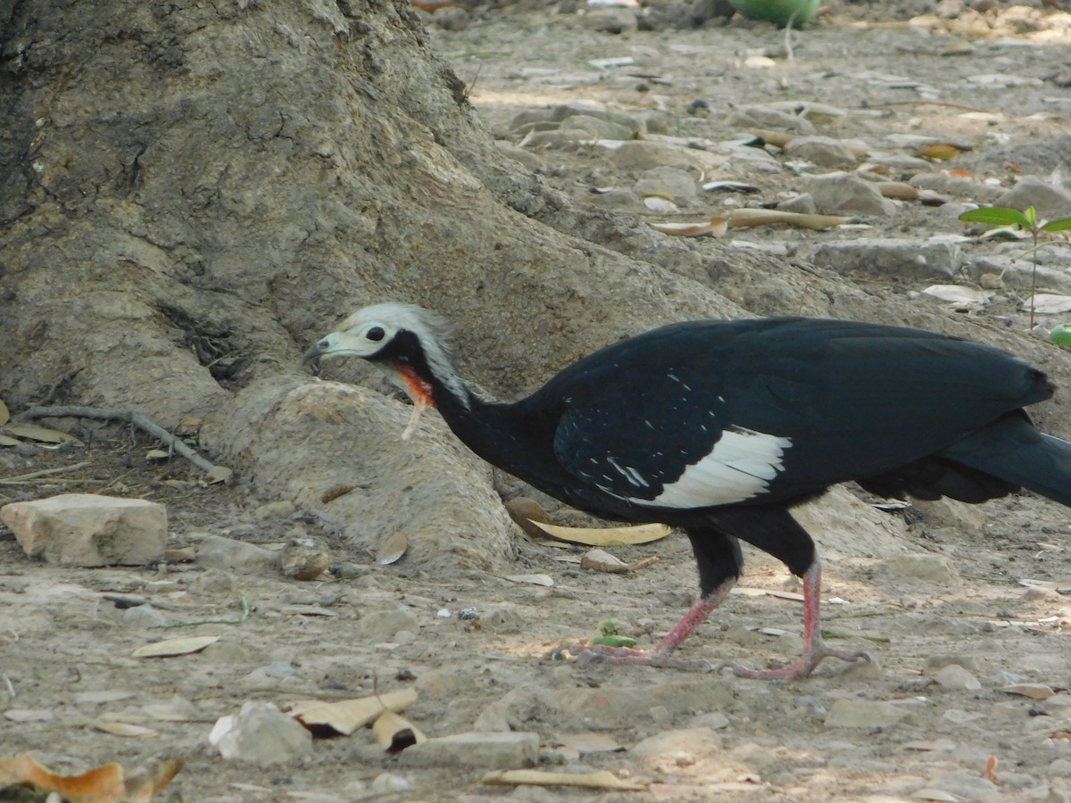 Red-throated Piping-Guan - ML624411163