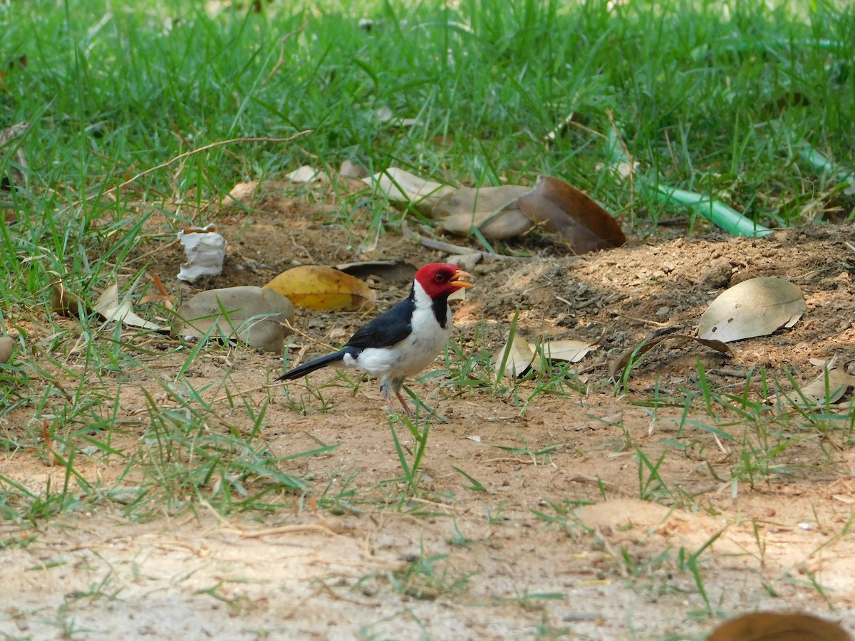 Yellow-billed Cardinal - ML624411228