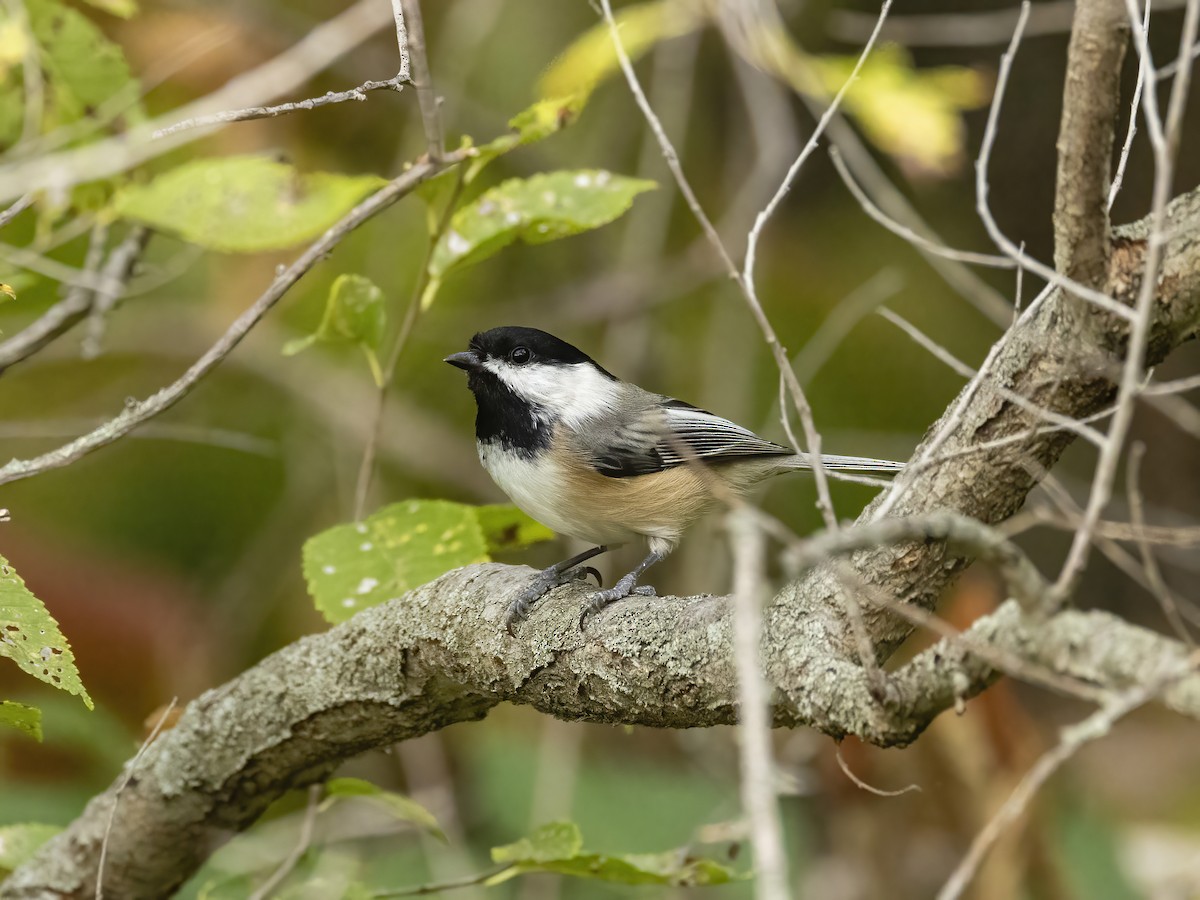 Black-capped Chickadee - Charlie Arp