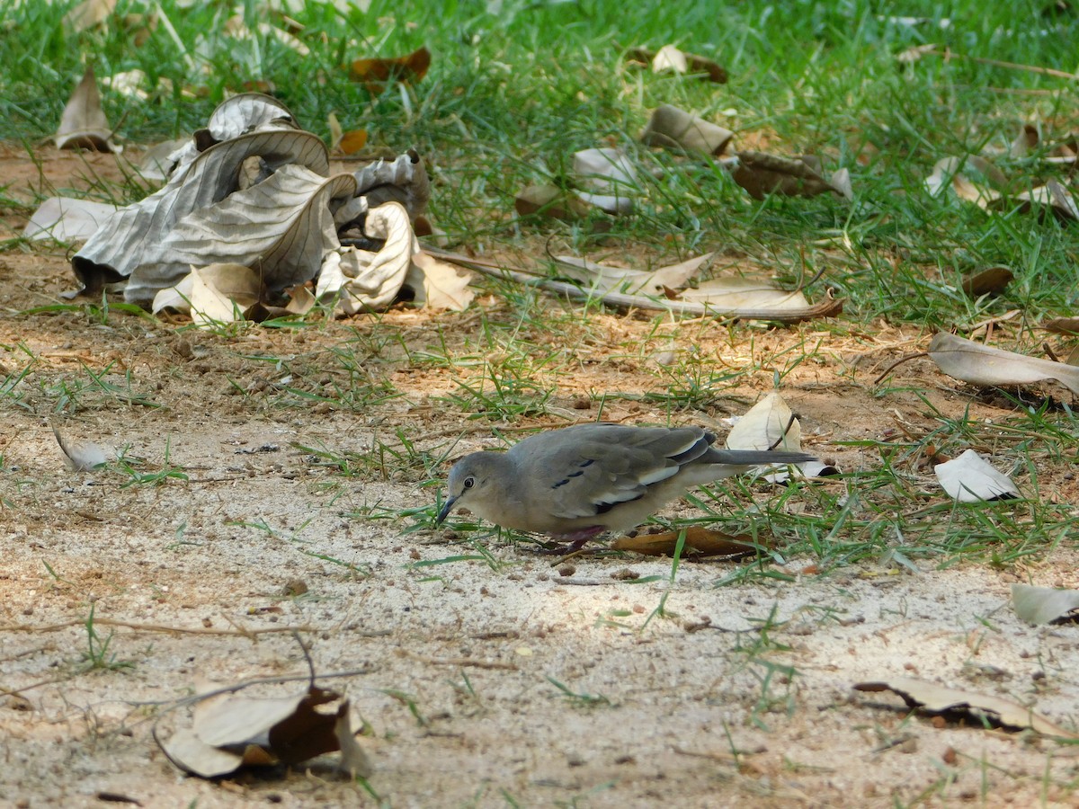 Picui Ground Dove - ML624411246