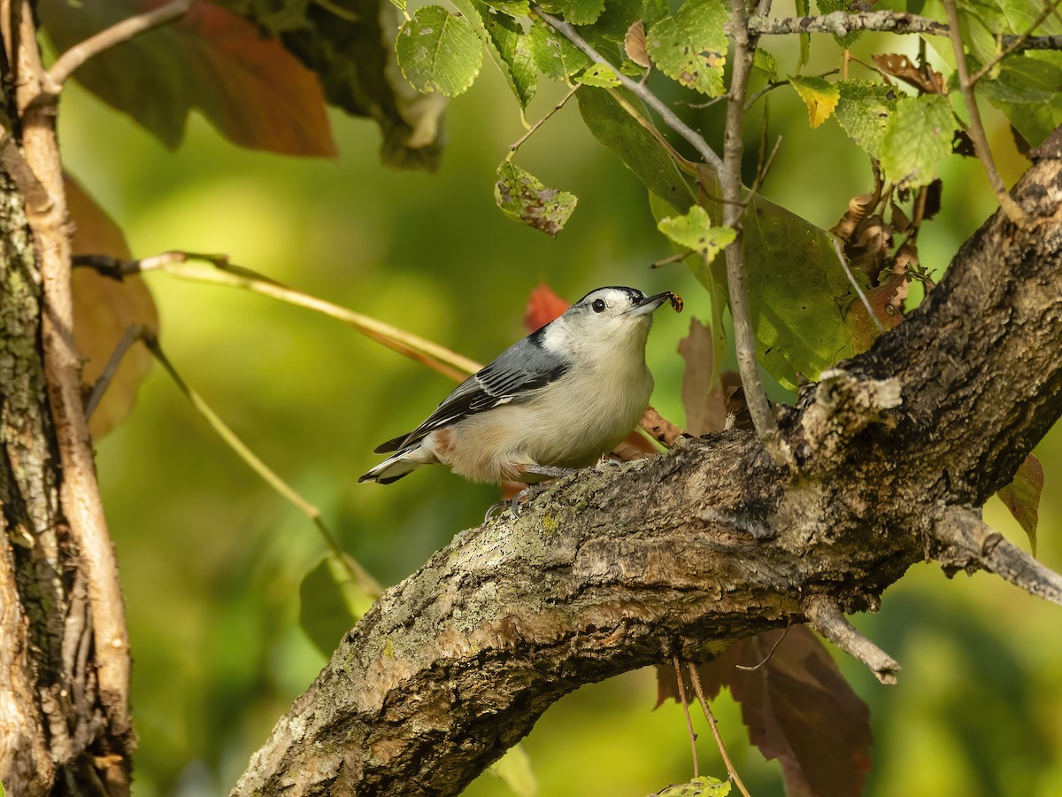 White-breasted Nuthatch - Charlie Arp