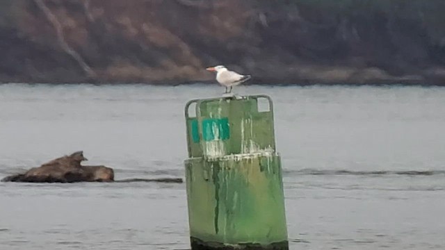 Royal Tern - ML624411261