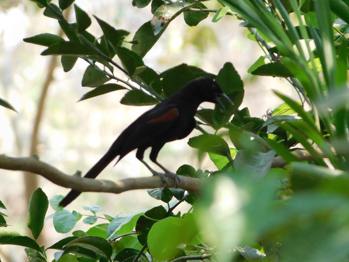Variable Oriole (Chestnut-shouldered) - ML624411279