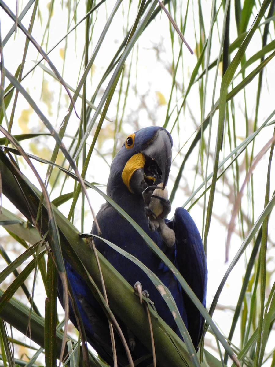 Hyacinth Macaw - ML624411328