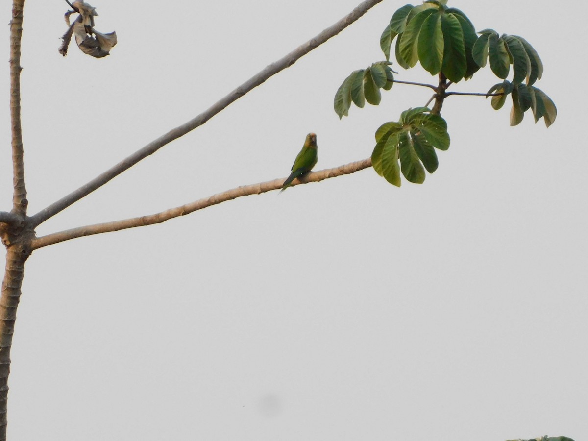 Peach-fronted Parakeet - ML624411341