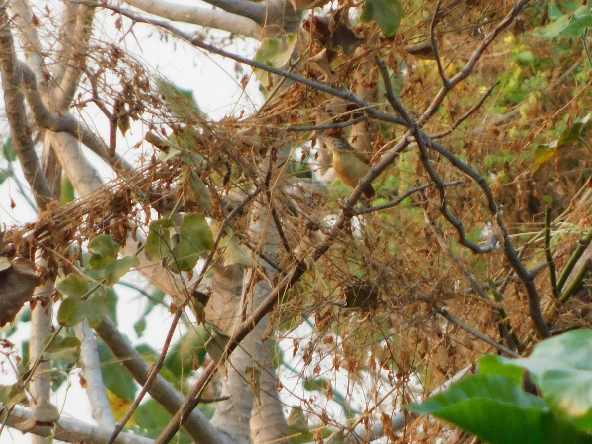 Barred Antshrike - ML624411357