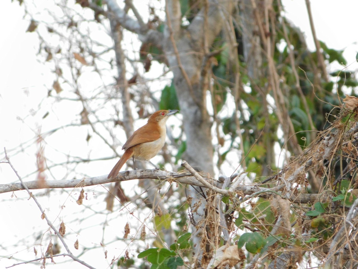 Great Antshrike - ML624411376