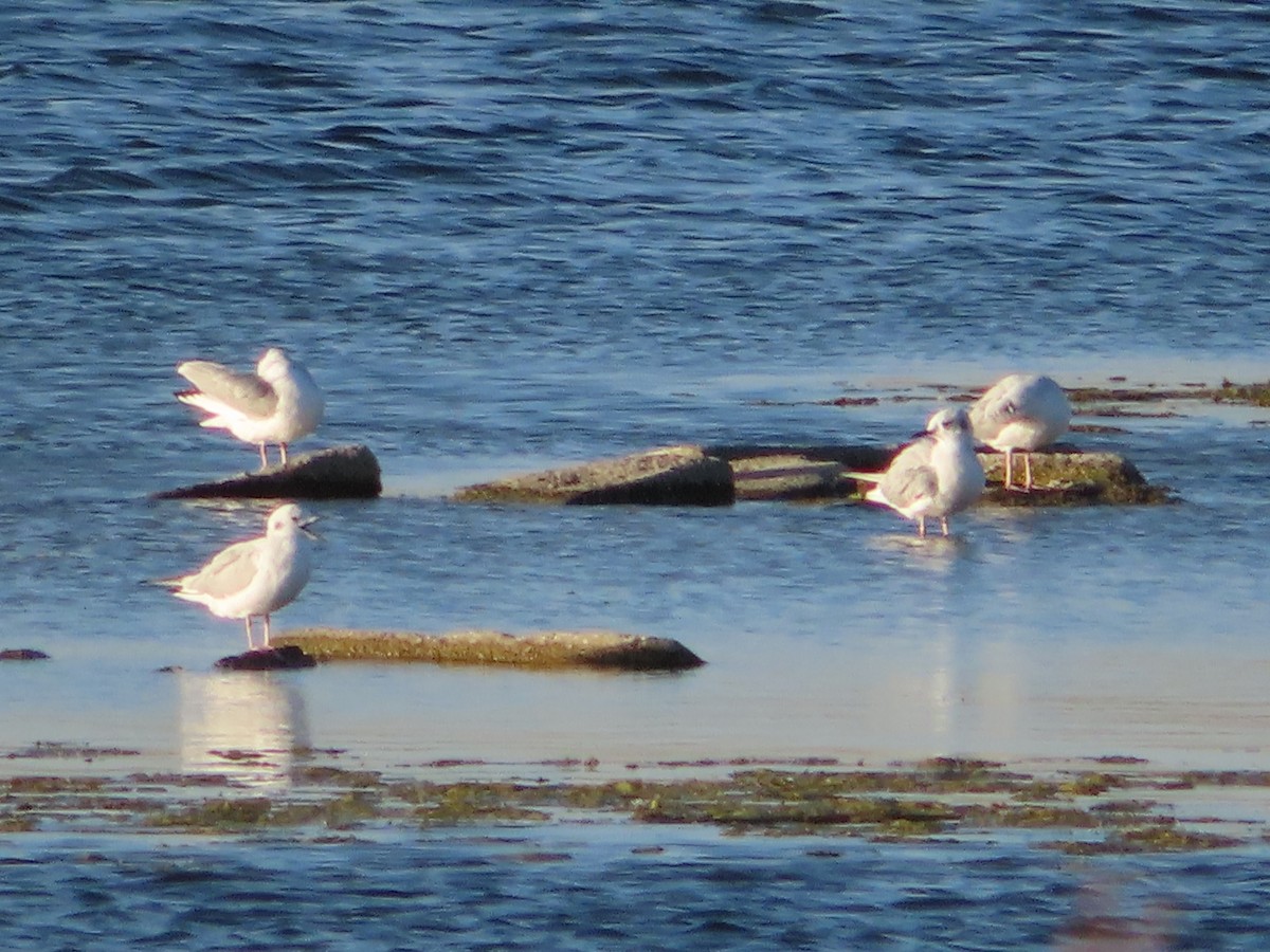 Bonaparte's Gull - ML624411530