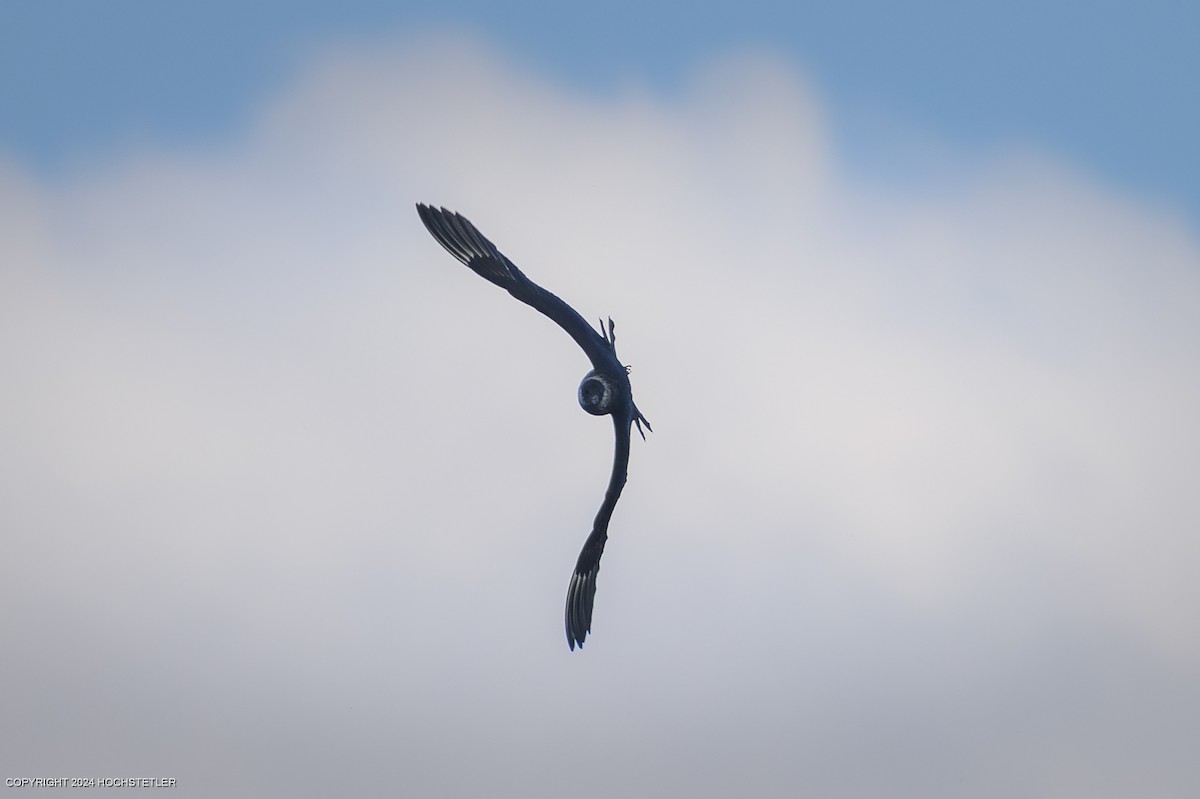 中賊鷗 - ML624411533