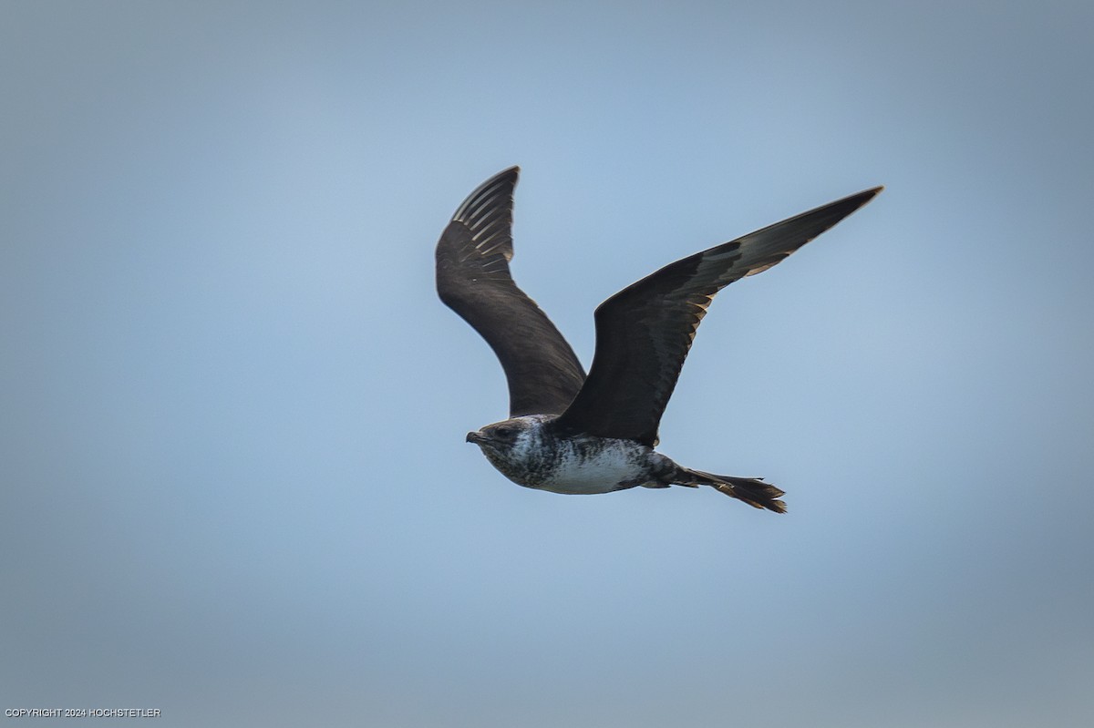 中賊鷗 - ML624411534