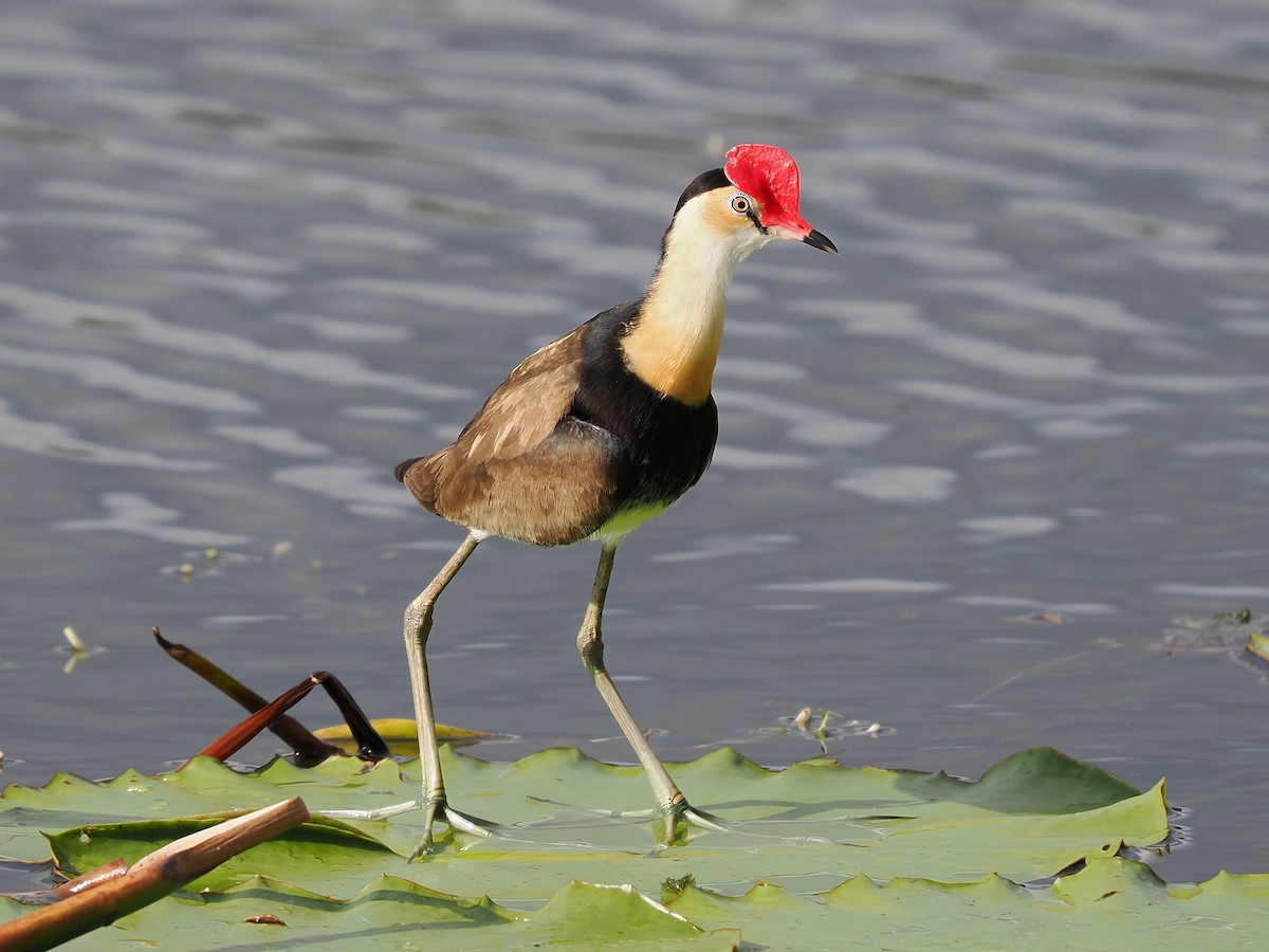 Comb-crested Jacana - ML624411581