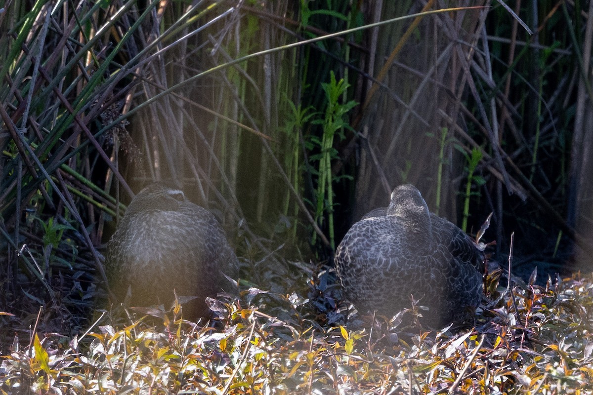 Pacific Black Duck - ML624411582