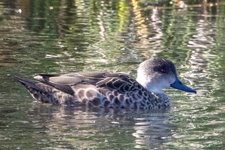 Gray Teal - Richard and Margaret Alcorn