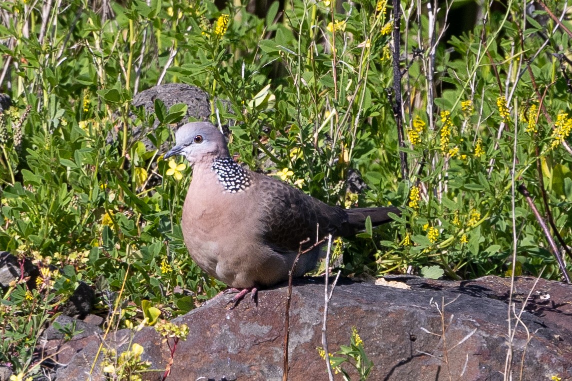 珠頸斑鳩 - ML624411585