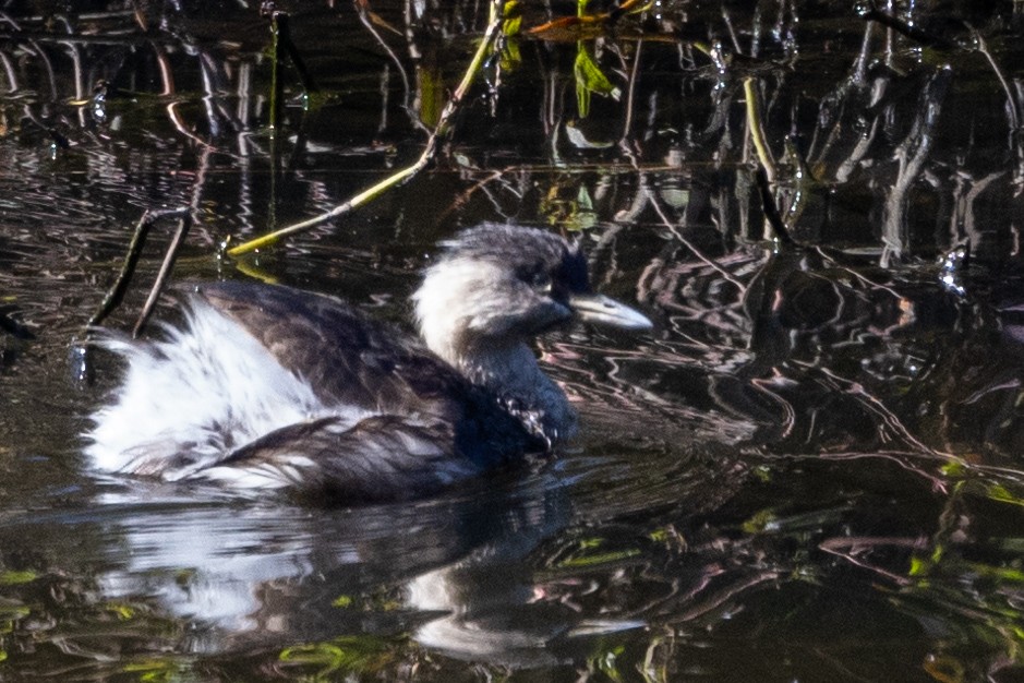 Hoary-headed Grebe - Richard and Margaret Alcorn