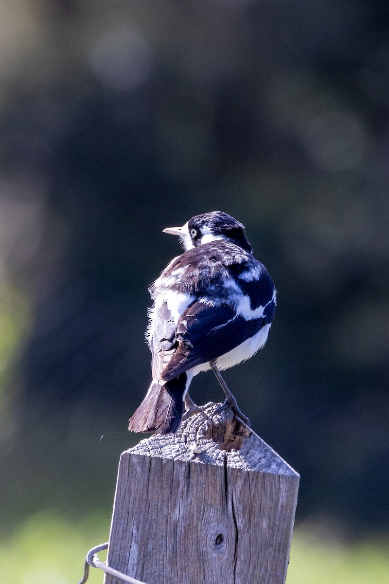 Magpie-lark - ML624411592