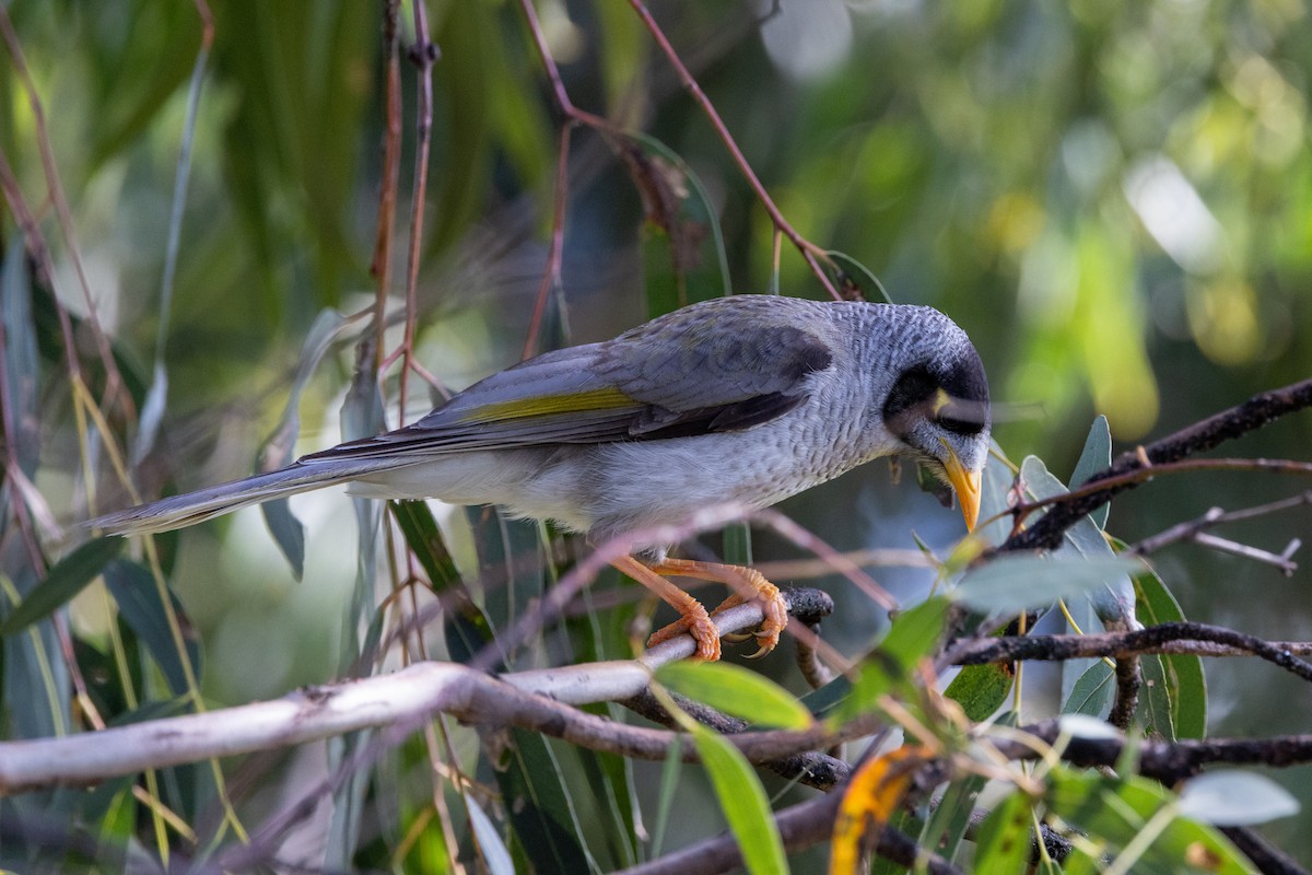 Noisy Miner - ML624411593