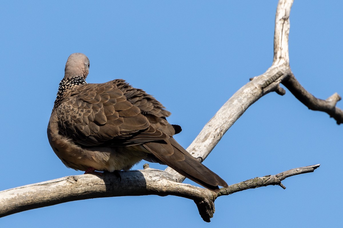 珠頸斑鳩 - ML624411602