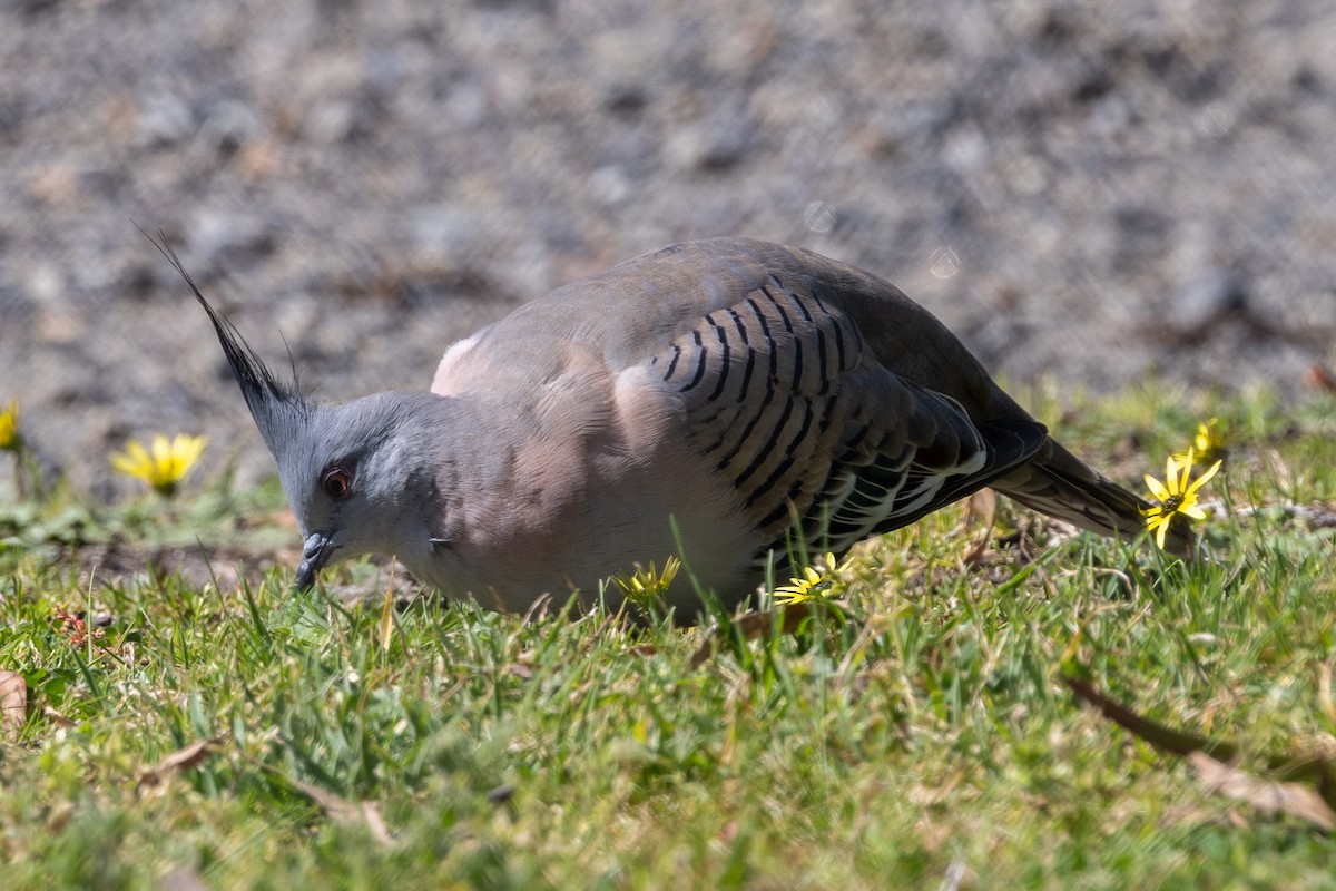 Crested Pigeon - ML624411626