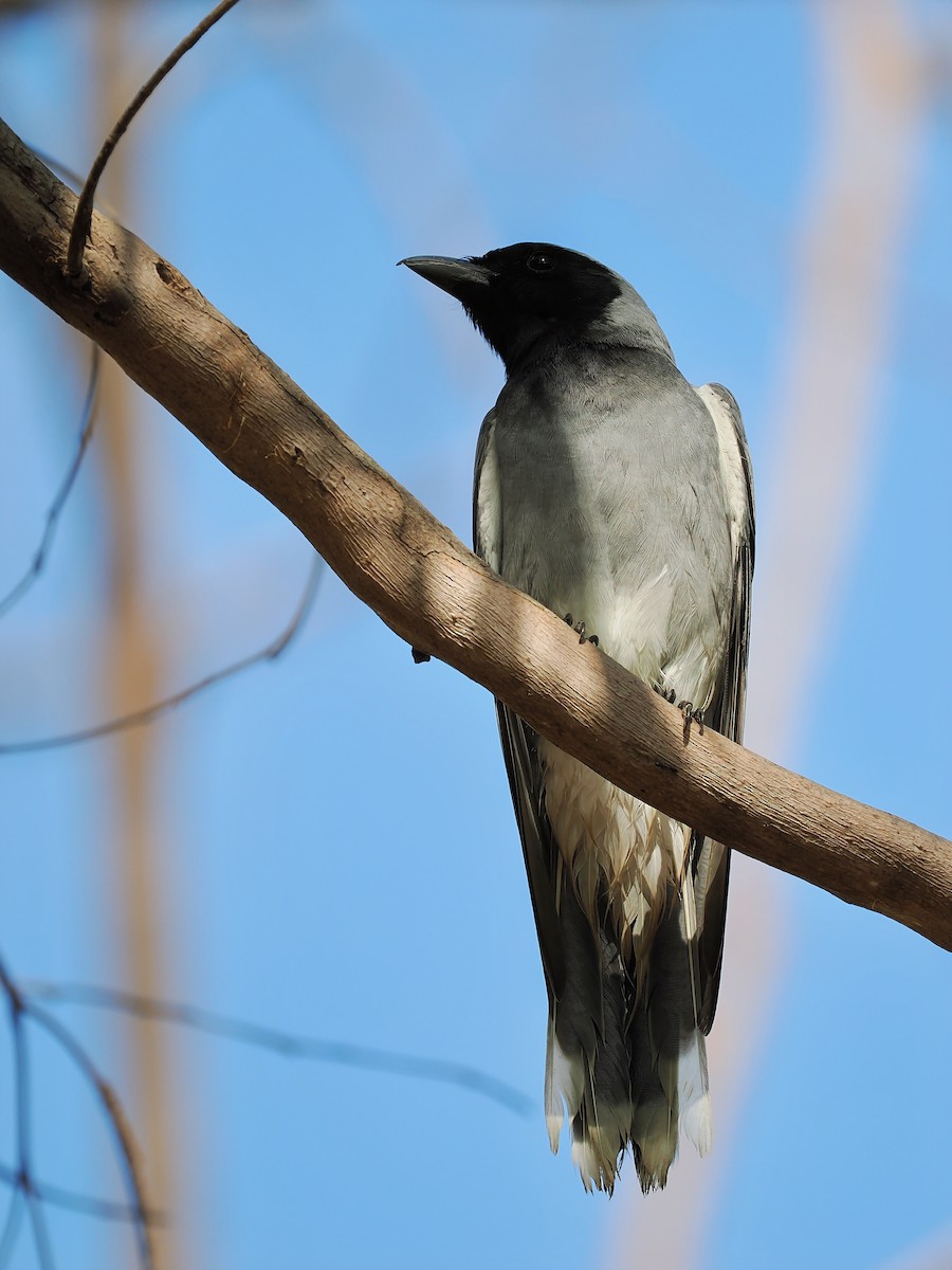 Black-faced Cuckooshrike - Len and Chris Ezzy