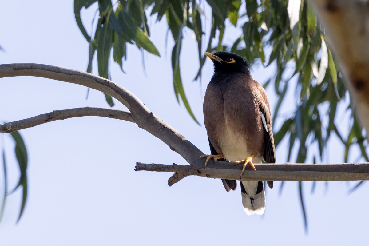 Common Myna - ML624411645