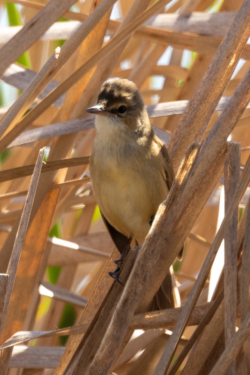 Australian Reed Warbler - Richard and Margaret Alcorn