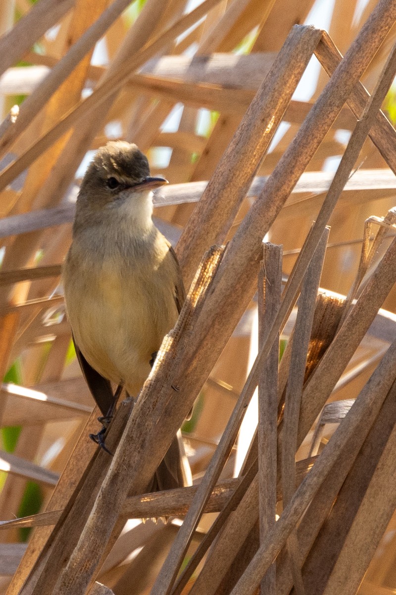 Australian Reed Warbler - ML624411666