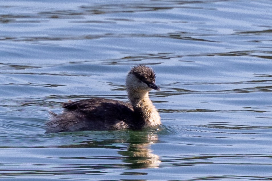 Australasian Grebe - ML624411677