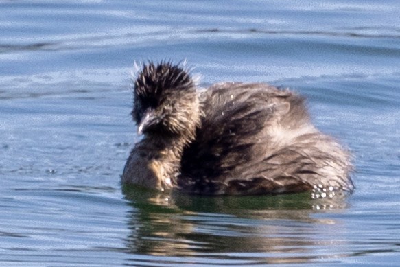 Australasian Grebe - ML624411678