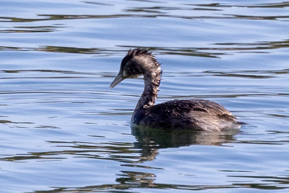 Australasian Grebe - ML624411679