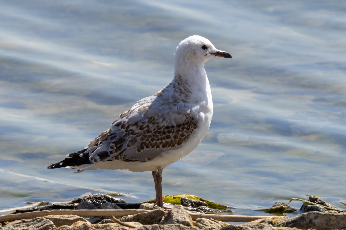 Silver Gull - ML624411683