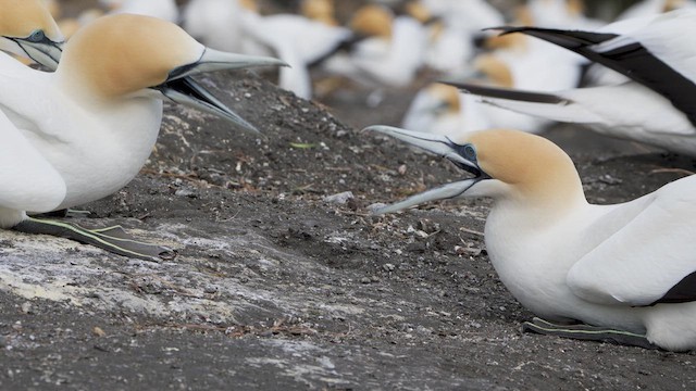 Australasian Gannet - ML624411777